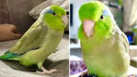 Lost Parrotlet