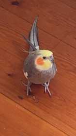 Lost Cockatiel