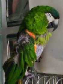 Lost Macaw