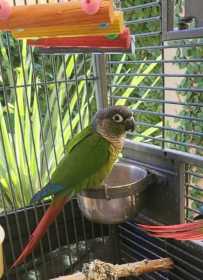 Lost Conure