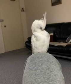 Lost Cockatiel