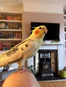 Lost Cockatiel