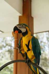 Lost Macaw