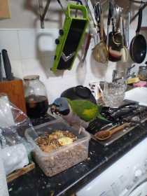 Lost Derbyan Parakeet