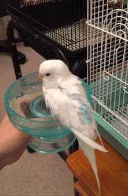 Lost Budgerigar