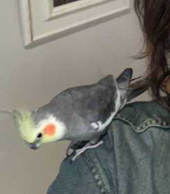 Lost Cockatiel