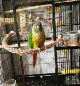 Lost Conure