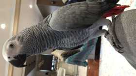 Lost African Grey