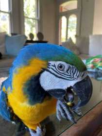 Lost Macaw