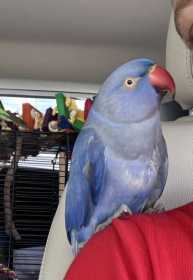 Lost Indian Ringneck Parakeet