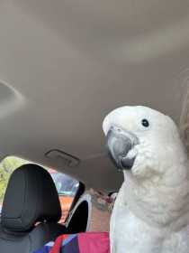 Lost Cockatoo