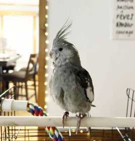 Lost Cockatiel