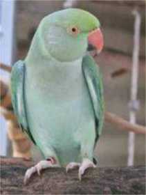 Lost Indian Ringneck Parakeet