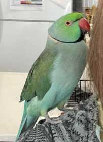 Lost Indian Ringneck Parakeet