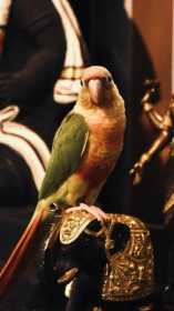 Lost Conure