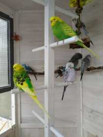 Lost Budgerigar