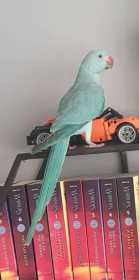 Lost Indian Ringneck Parakeet