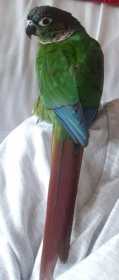 Lost Conure