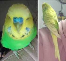 Lost Budgerigar