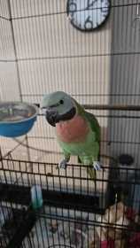 Lost Mustached / Moustached Parakeet