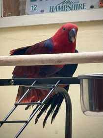 Lost Eclectus