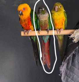 Lost Conure