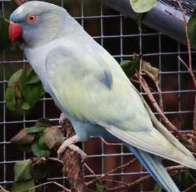 Lost Indian Ringneck Parakeet