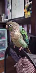 Lost Conure