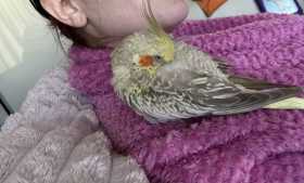 Lost Cockatiel