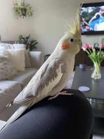 Lost Cockatiel