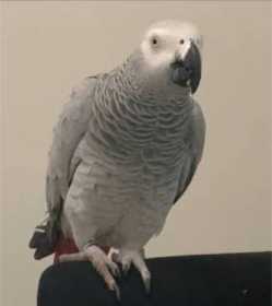 Lost African Grey