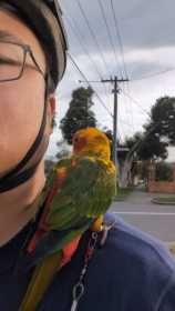 Lost Conure