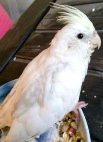 Lost Cockatiel