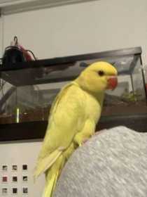 Lost Indian Ringneck Parakeet