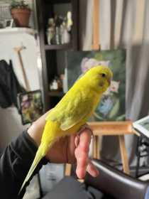 Lost Budgerigar