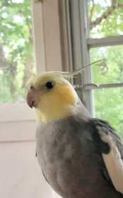 Lost Cockatiel