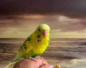 Lost Parakeet