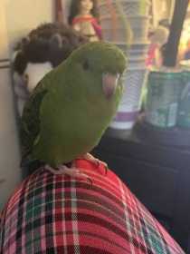 Lost Lineolated Parakeet