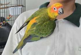 Lost Conure