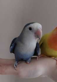 Lost Lovebird