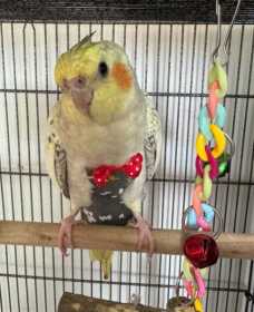 Lost Cockatiel