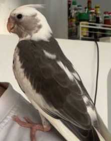 Lost Cockatiel