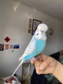 Lost Budgerigar