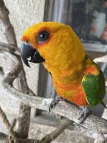 Lost Conure