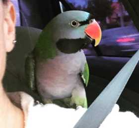 Lost Derbyan Parakeet