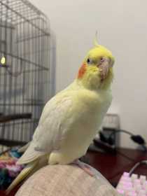 Lost Cockatiel