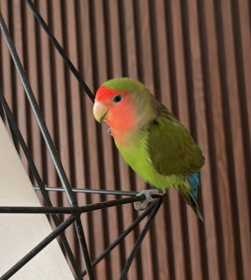 Lost Lovebird