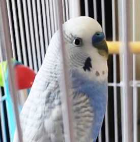 Lost Parakeet