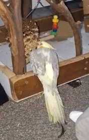 Lost Cockatiel