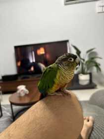 Lost Conure